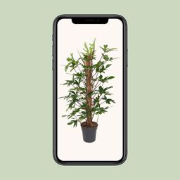 Philodendron Pedatum (12111)