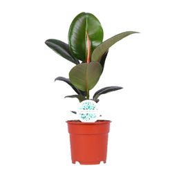 Ficus Elastica Robusta (15949)