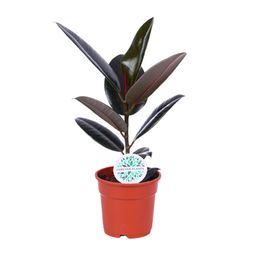 Ficus Elastica Abidjan (15819)