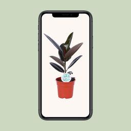 Ficus Elastica Abidjan (15819)