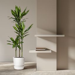 Dracaena Cintho - 160 cm - ø24 (8721055692232)