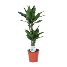 Dracaena Janet Lind (15995)