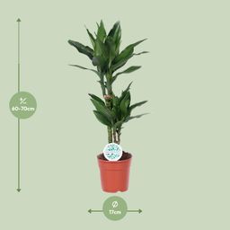 Dracaena Janet Lind (15995)