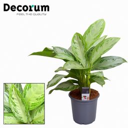 Aglaonema Silver Bay (16250)