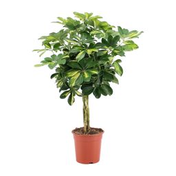 Schefflera Arboricola Gold Capella (20649)