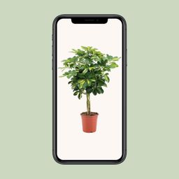 Schefflera Arboricola Gold Capella (20649)