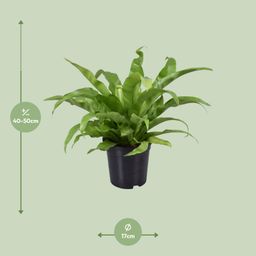 Asplenium Antiquum (9725)