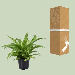 Asplenium Antiquum (9725)