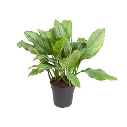 Aglaonema B.J, Freedman (12155)