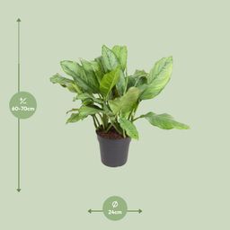 Aglaonema B.J, Freedman (12155)