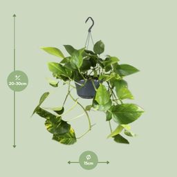 Epipremnum Aureum (8720634284462)