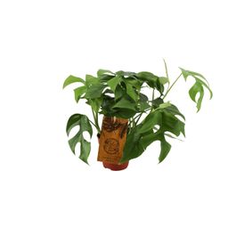 Monstera Minima (12904)