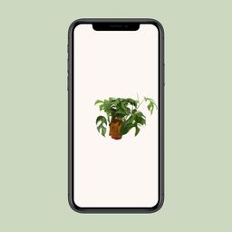 Monstera Minima (12904)
