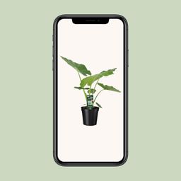Alocasia Macrorrhiza (8720634289238)