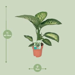 Dieffenbachia Seguine Tropic Snow (8647)