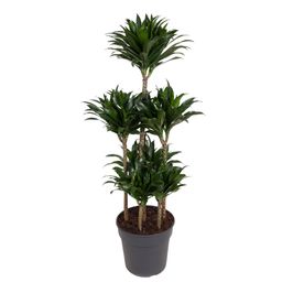 Dracaena Compacta Carrousel - 130 cm - ø31 (8721055692300)