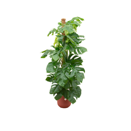 Combi deal - Monstera Pertusum XL inclusief elho Jazz Round rood Ø26 - 150 cm (8721055698371)