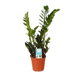Zamioculcas Zamiifolia (15987)