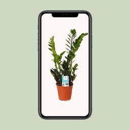 Zamioculcas Zamiifolia (15987)