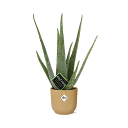 Aloe Vera 12cm in ELHO Vibes Fold 14cm geel (21674)