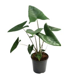 Alocasia Zebrina (18758)