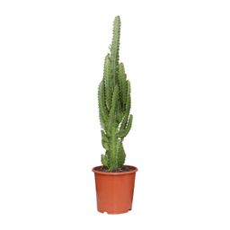 Euphorbia Trigona (21222)