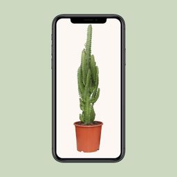 Euphorbia Trigona (21222)