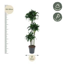 Dracaena Tatuade - 140 cm - ø24 (8721055692690)