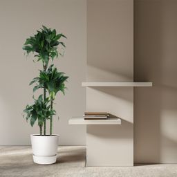 Dracaena Tatuade - 140 cm - ø24 (8721055692690)