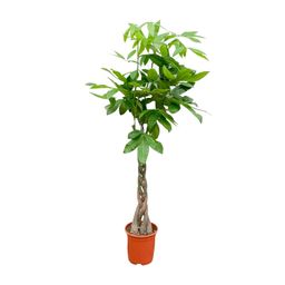 Pachira Aquatica - 150cm - ø24 (8721055693925)