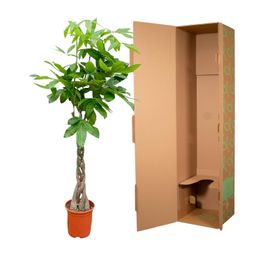 Pachira Aquatica - 150cm - ø24 (8721055693925)