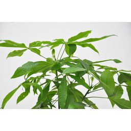 Pachira Aquatica - 150cm - ø24 (8721055693925)