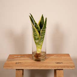 Sanseviera in Cylinder glas (8720634287586)