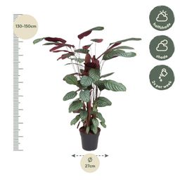 Calathea Oppenheimiana - 130 cm - ø27 (8721055692119)