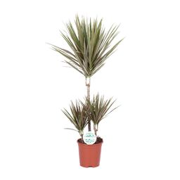Dracaena Bicolor (15991)