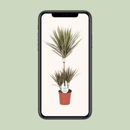 Dracaena Bicolor (15991)