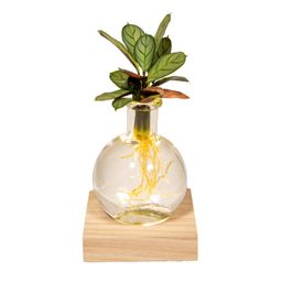 Calathea in Samoa glas met LED verlichting (8720634287401)