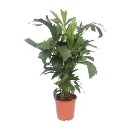 Caryota Mitis (10125)