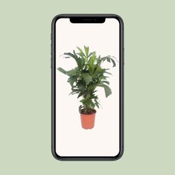 Caryota Mitis (10125)