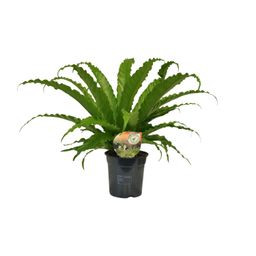Asplenium Osaka (9909)