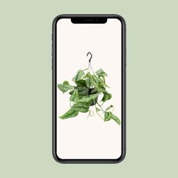 Scindapsus Pictus Trebie (8720634284738)
