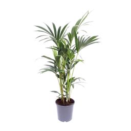 Howea Forsteriana (10111)