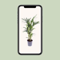 Howea Forsteriana (10111)