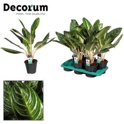 Aglaonema Keylime (16272)
