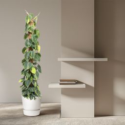 Philodendron Scandens Brasil mosstok - 150 cm - ø27 (8721055691280)