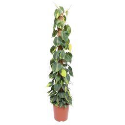 Philodendron Scandens Brasil mosstok - 150 cm - ø27 (8721055691280)