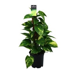 Scindapsus (Epipremnum) (12474)