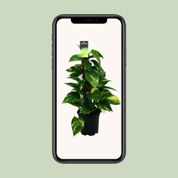Scindapsus (Epipremnum) (12474)