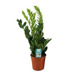 Zamioculcas Zamiifolia (12648)