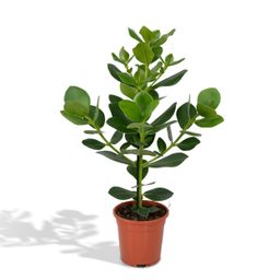 Clusia Rosea Princess (8720634287708)